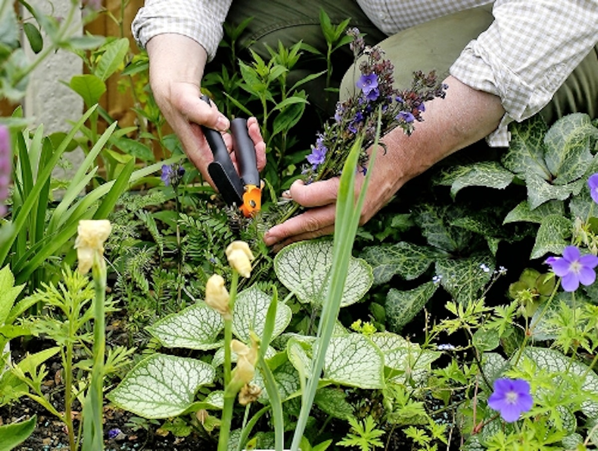 How To Deadhead Plants channel_name